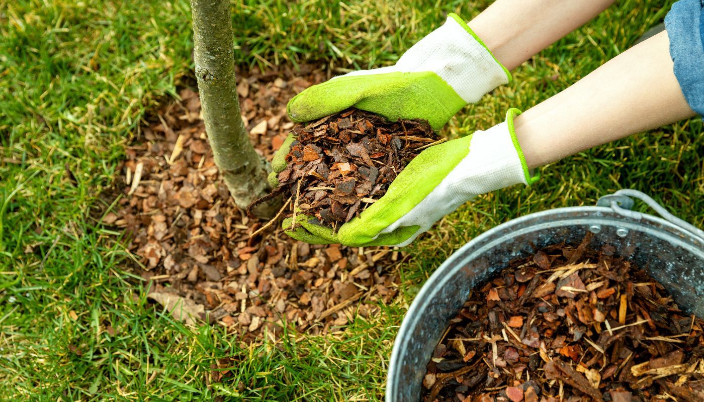 Mulching your garden