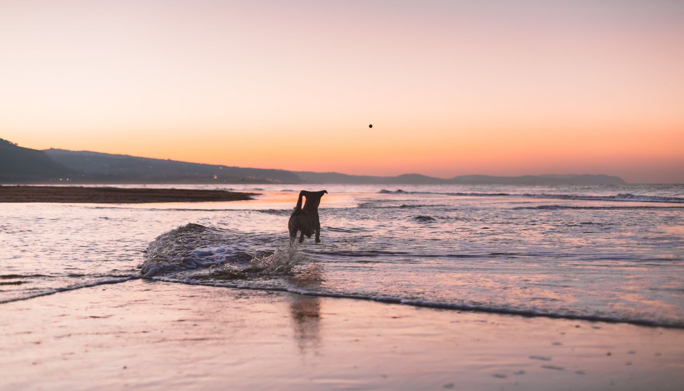 dog walking along the beach at Eden Beach