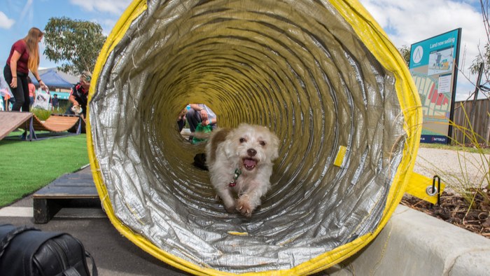 Allara, Eglinton small dog running through tunnel at park, event.