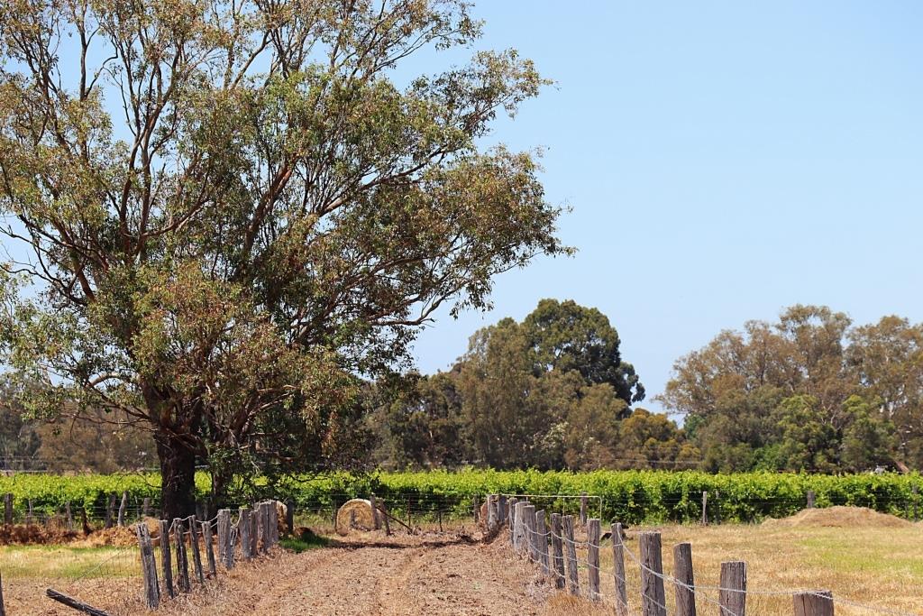 Clementine Upper Swan vineyard and hay stack